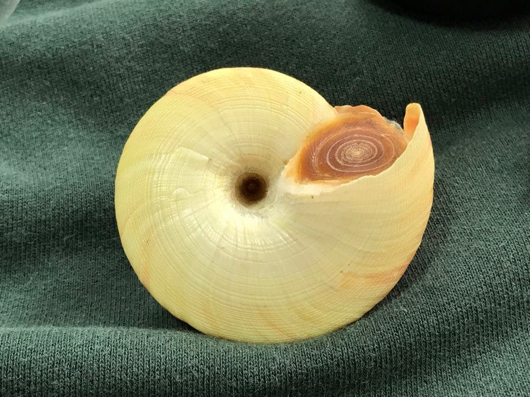 貝標本　ウラシマオキナエビス　特美品個体　size 64.5mm￼