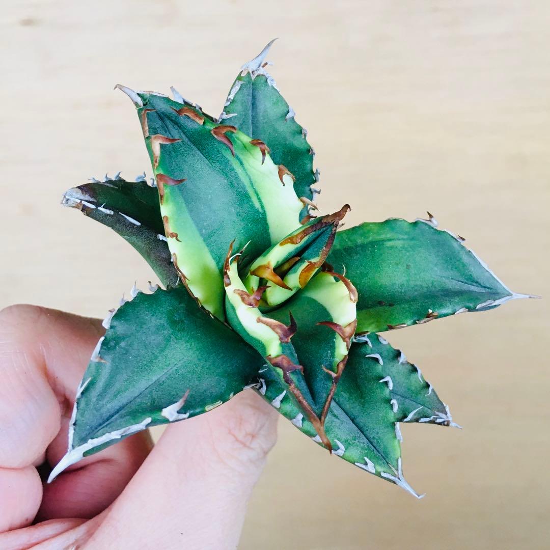 【稀少】3 老白鯨錦 黄覆輪斑 ソーラーエクリプス TC株 アガベ チタノタ錦