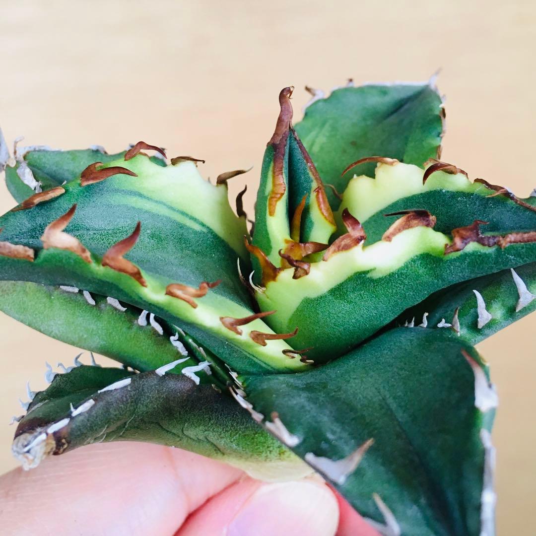 【稀少】3 老白鯨錦 黄覆輪斑 ソーラーエクリプス TC株 アガベ チタノタ錦