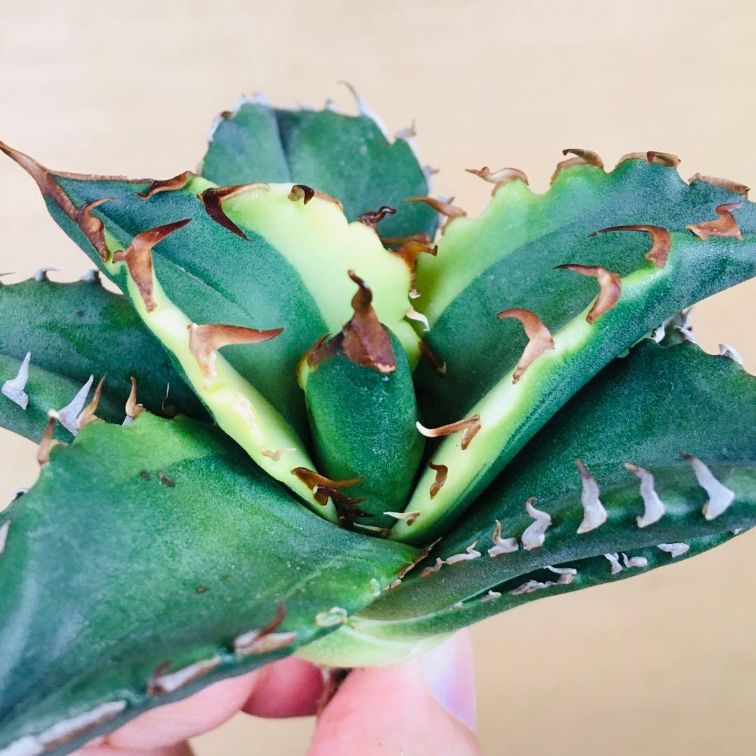 【稀少】3 老白鯨錦 黄覆輪斑 ソーラーエクリプス TC株 アガベ チタノタ錦