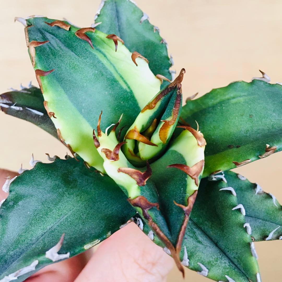 【稀少】3 老白鯨錦 黄覆輪斑 ソーラーエクリプス TC株 アガベ チタノタ錦