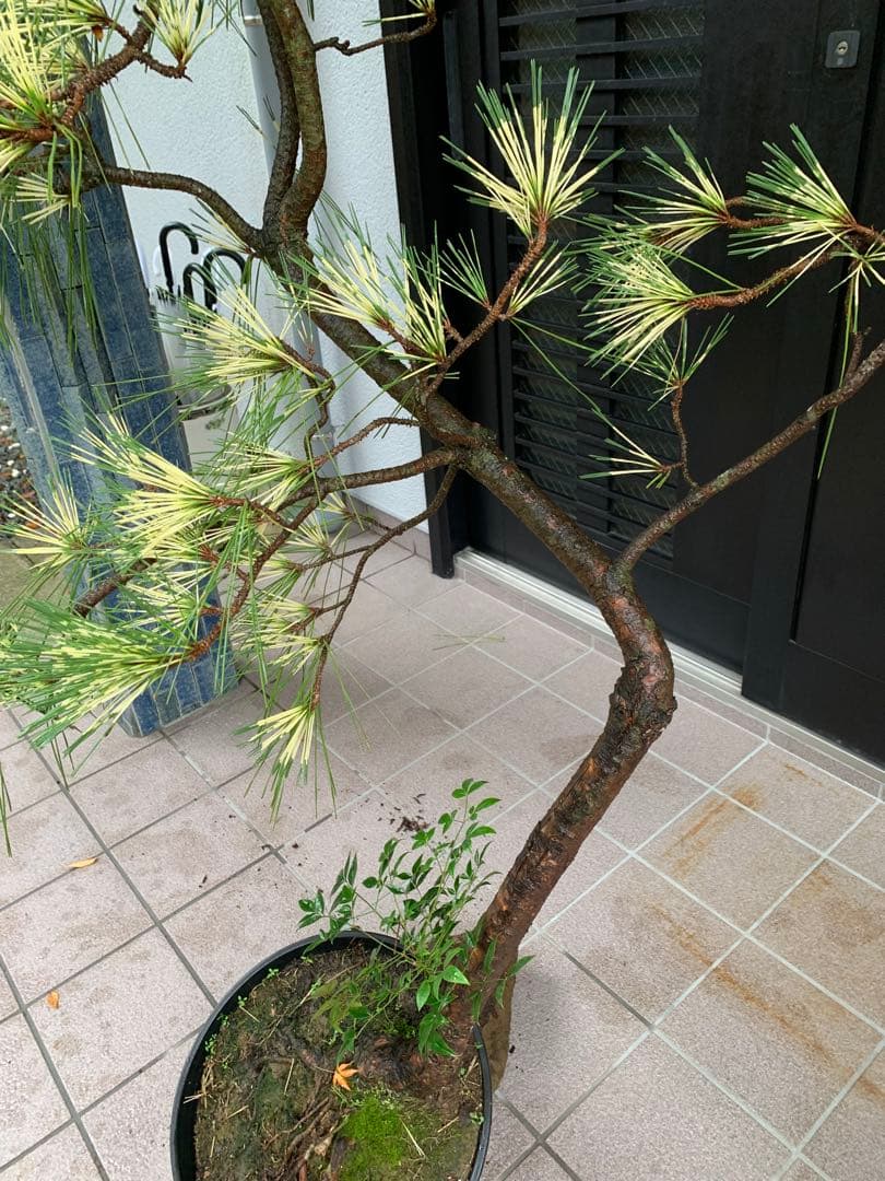 取り引き限定）希少 蛇の目 五葉松 斑入り 花火 花吹雪