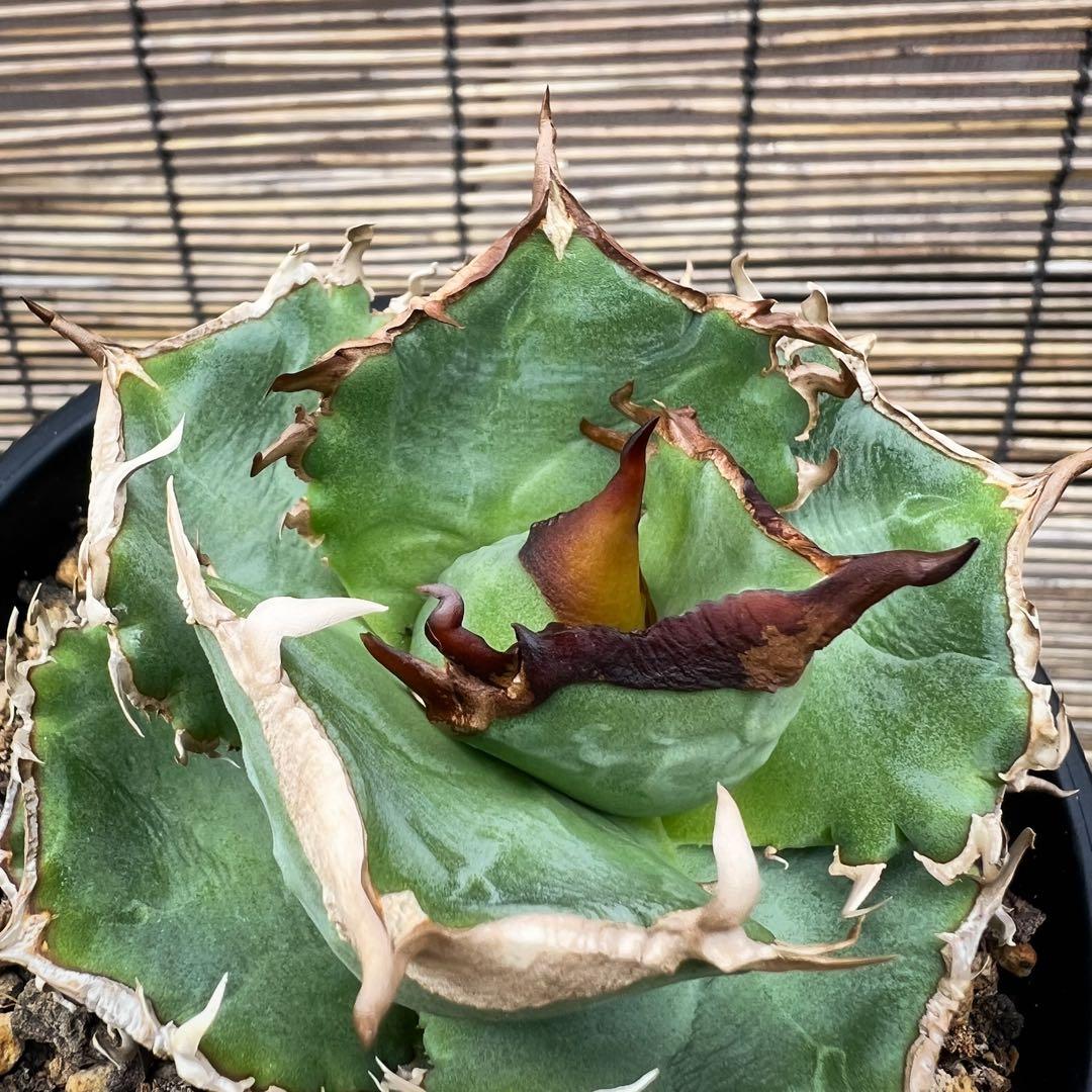 オテロイ　イタリア株　コンパクト