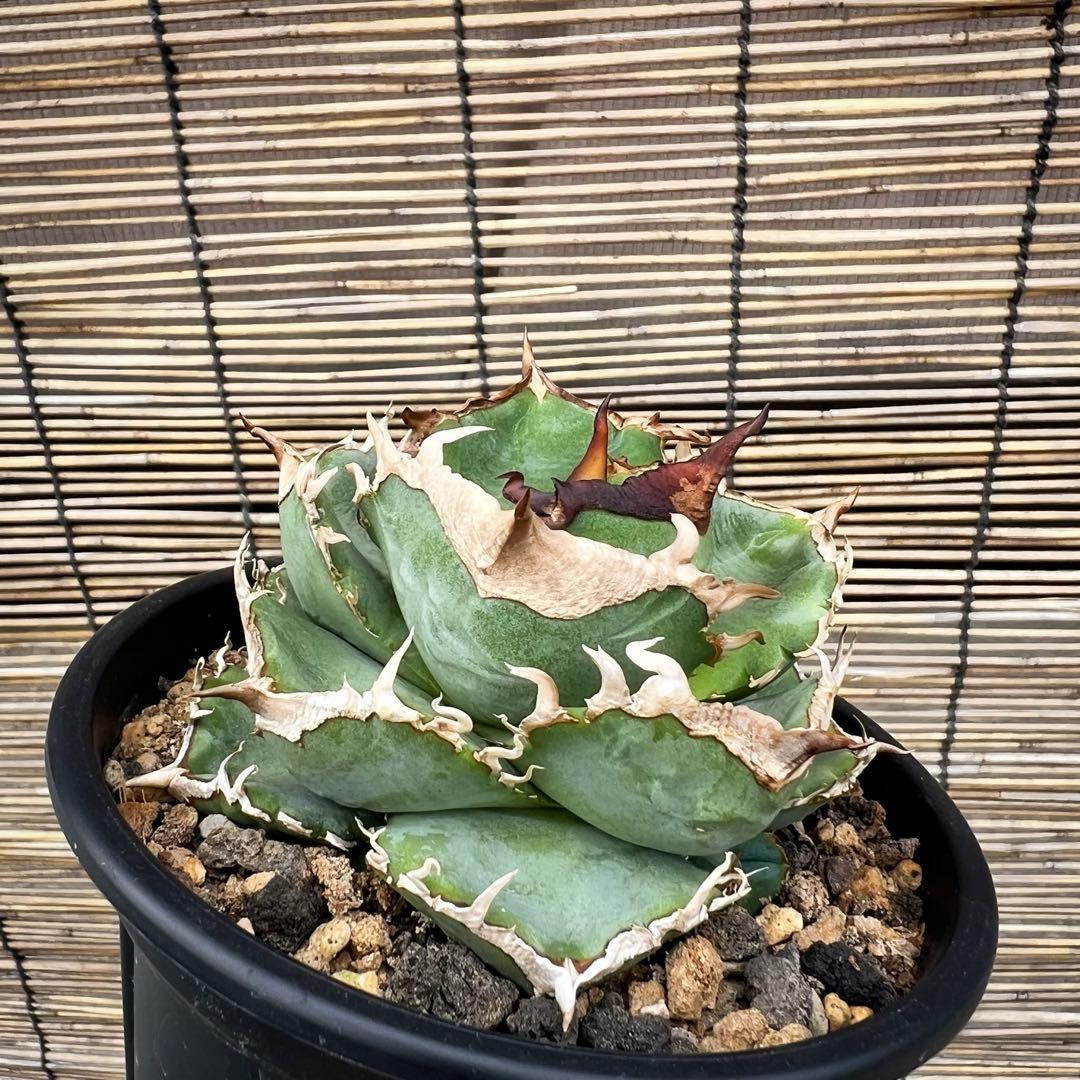 オテロイ　イタリア株　コンパクト