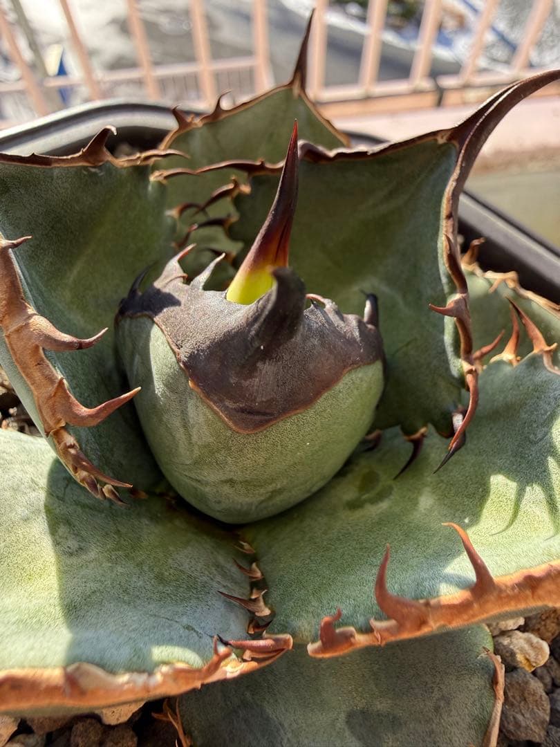 アガベ　チタノタ　Lize血統　緑犀牛　中株　親株