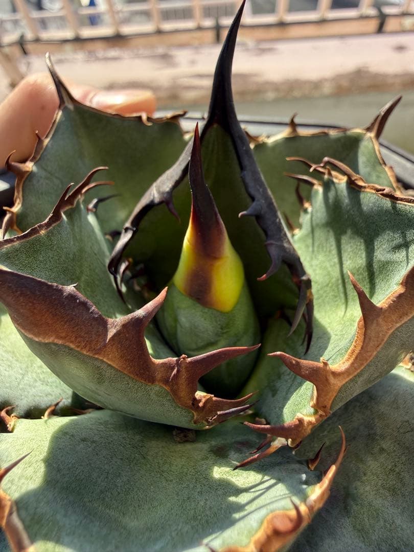 アガベ　チタノタ　Lize血統　緑犀牛　中株　親株