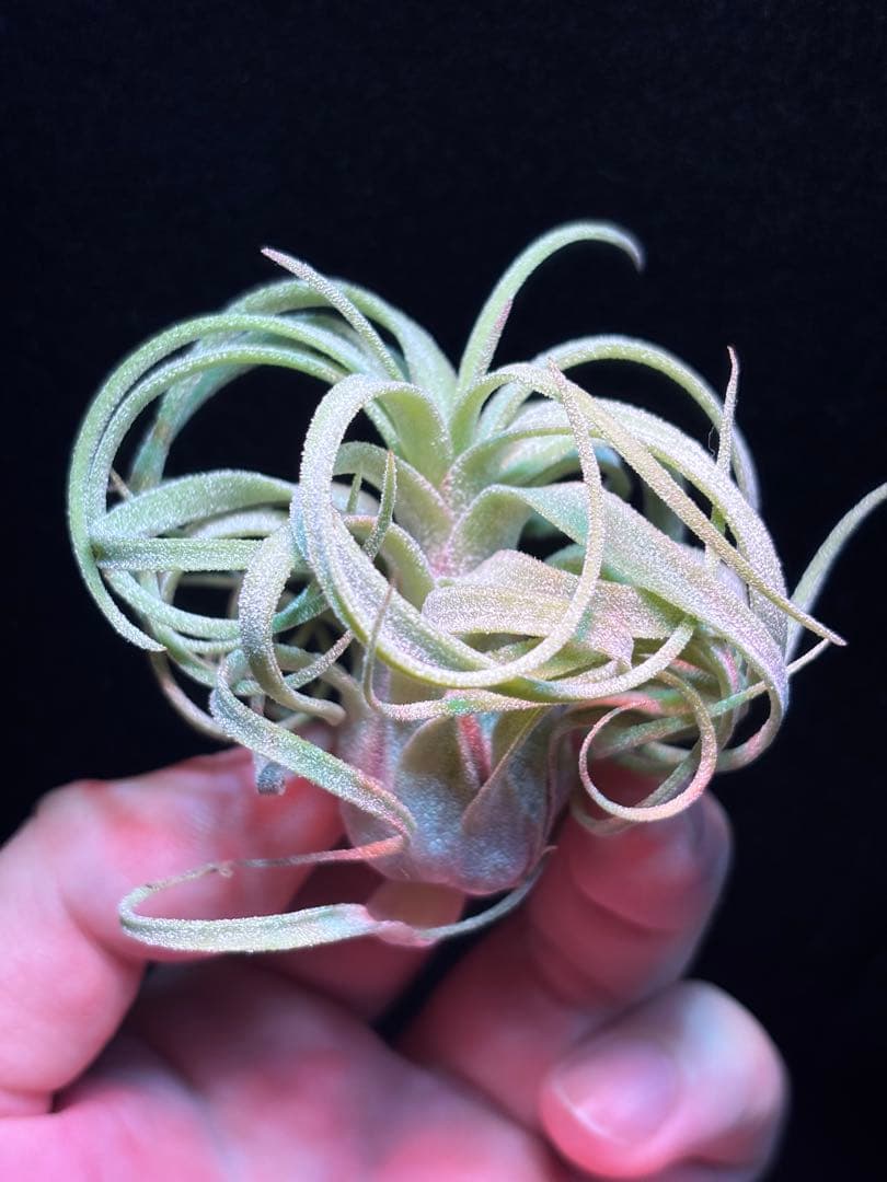 ブロメリア・エアープランツ Tillandsia 'The Twisted Predator' RFI
