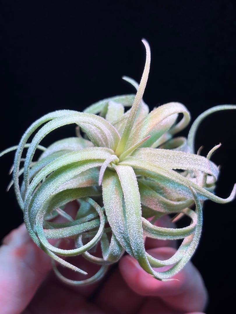 ブロメリア・エアープランツ Tillandsia 'The Twisted Predator' RFI