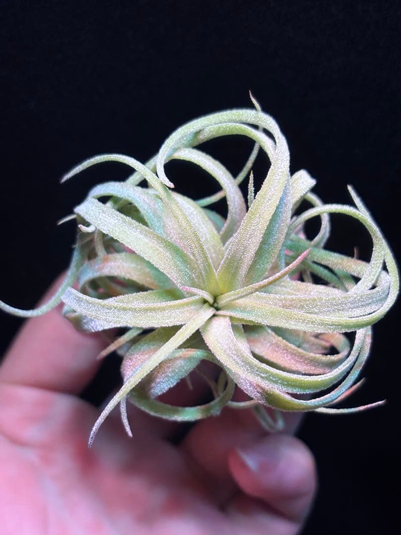 ブロメリア・エアープランツ Tillandsia 'The Twisted Predator' RFI