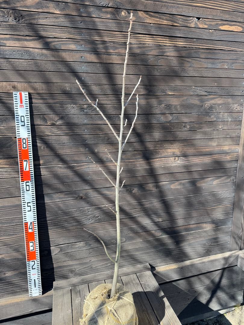 ポポー《庭木/果樹》【現品発送】管理 80043