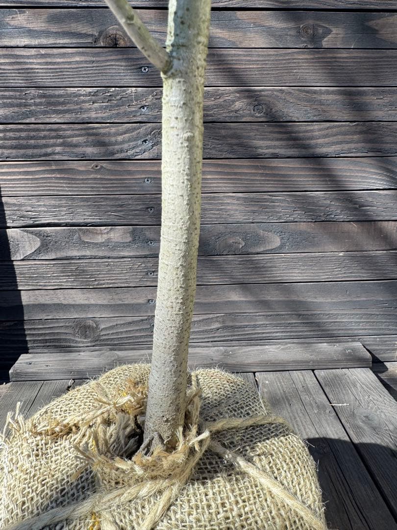 ポポー《庭木/果樹》【現品発送】管理 80043