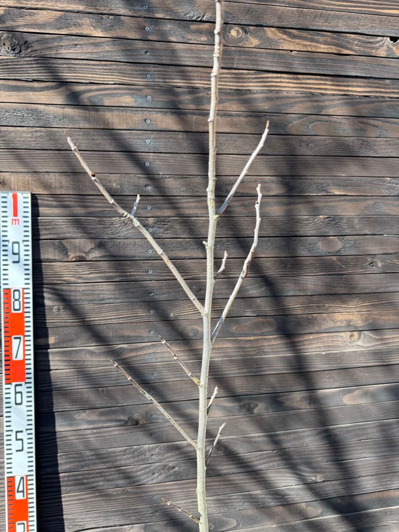 ポポー《庭木/果樹》【現品発送】管理 80043