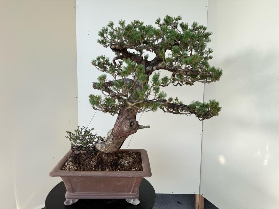 貴重・五葉松《瑞祥》太幹・サバ幹・葉性抜群・短葉！