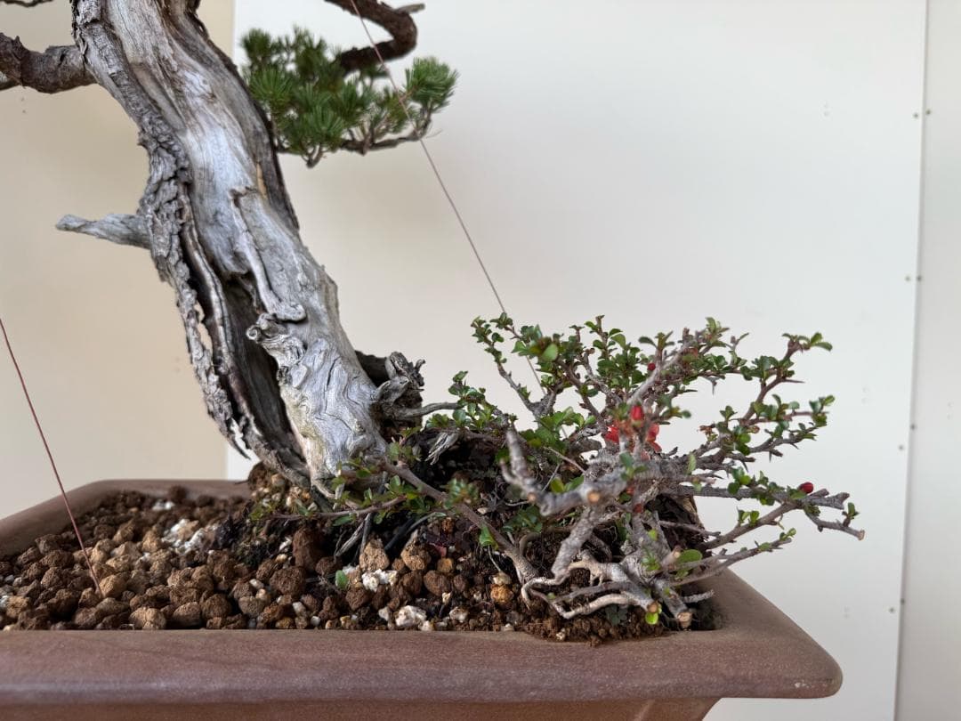 貴重・五葉松《瑞祥》太幹・サバ幹・葉性抜群・短葉！