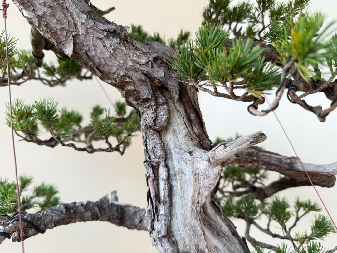 貴重・五葉松《瑞祥》太幹・サバ幹・葉性抜群・短葉！