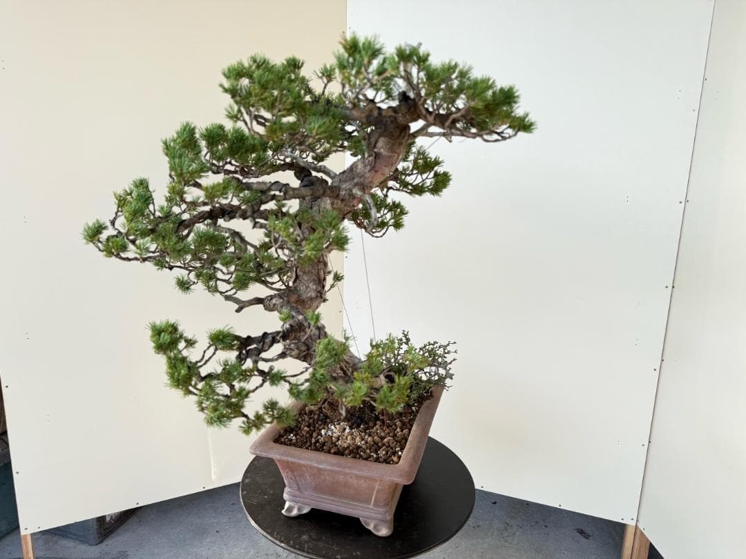 貴重・五葉松《瑞祥》太幹・サバ幹・葉性抜群・短葉！