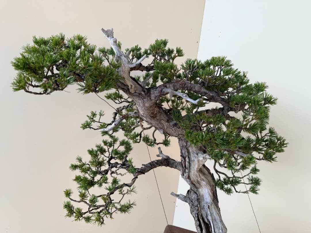 貴重・五葉松《瑞祥》太幹・サバ幹・葉性抜群・短葉！