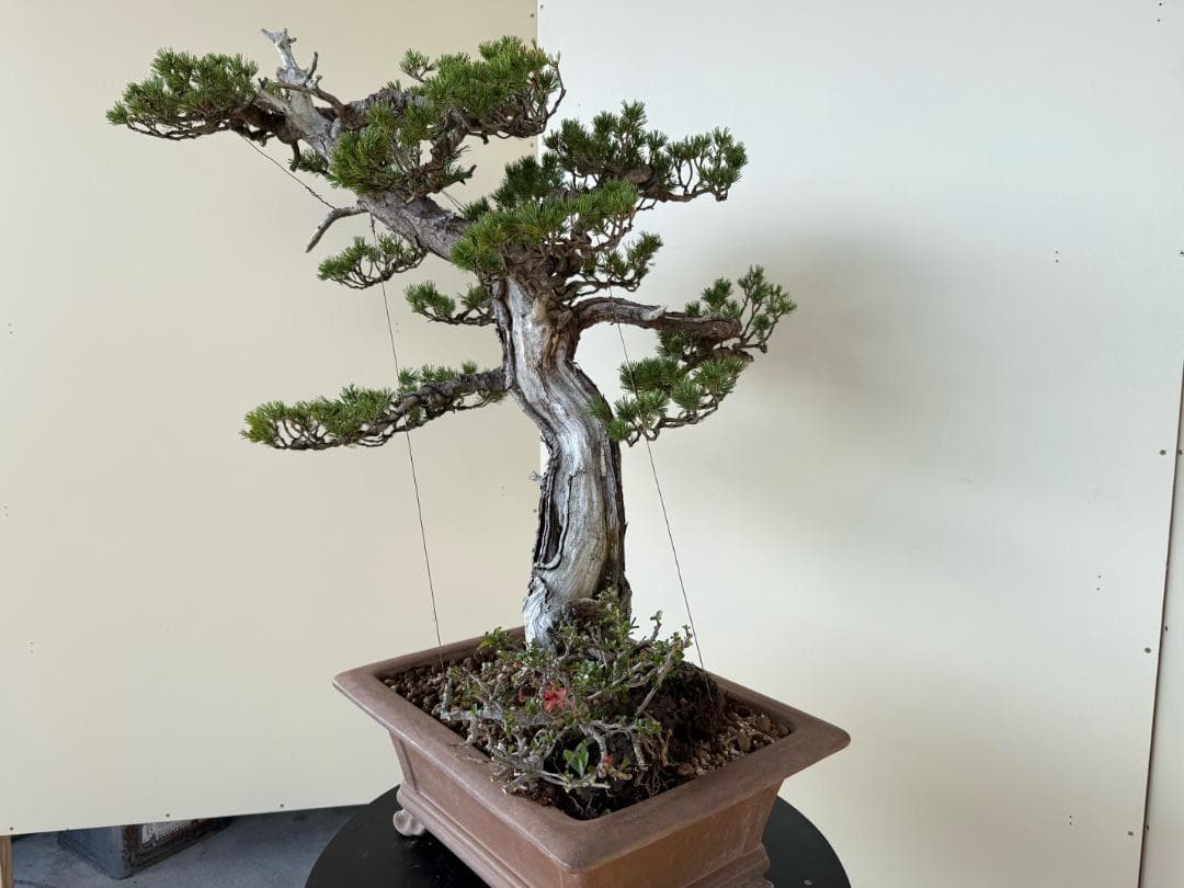 貴重・五葉松《瑞祥》太幹・サバ幹・葉性抜群・短葉！