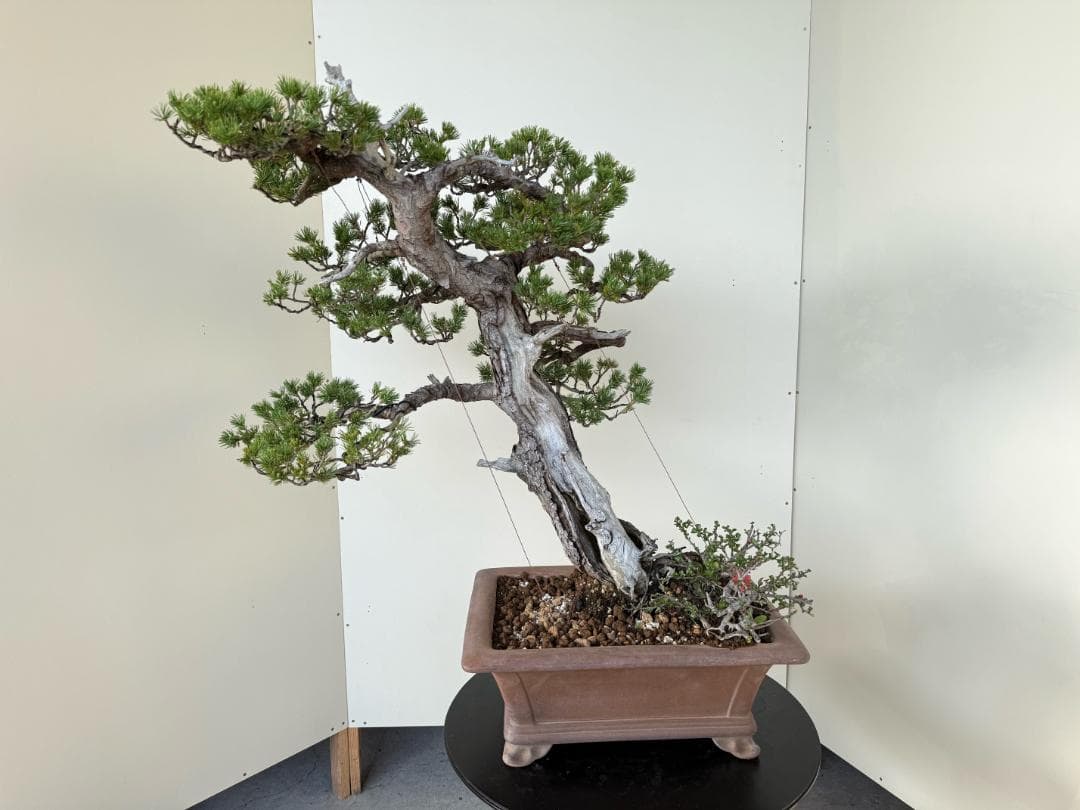 貴重・五葉松《瑞祥》太幹・サバ幹・葉性抜群・短葉！