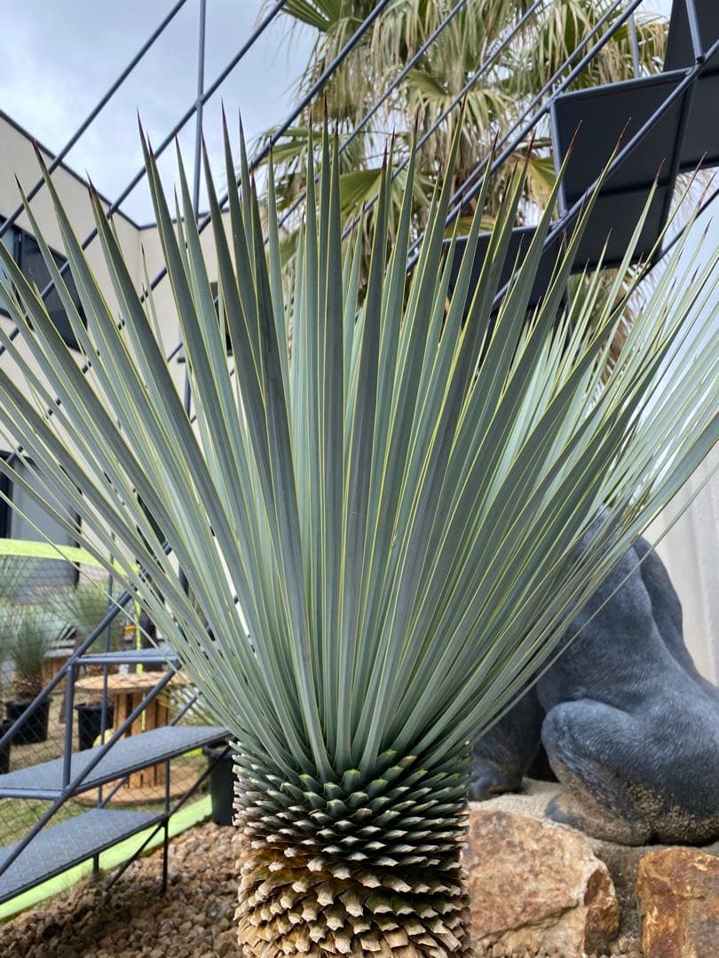 ユッカ　マルデヌベスverロスト　20