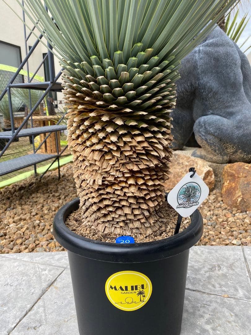 ユッカ　マルデヌベスverロスト　20