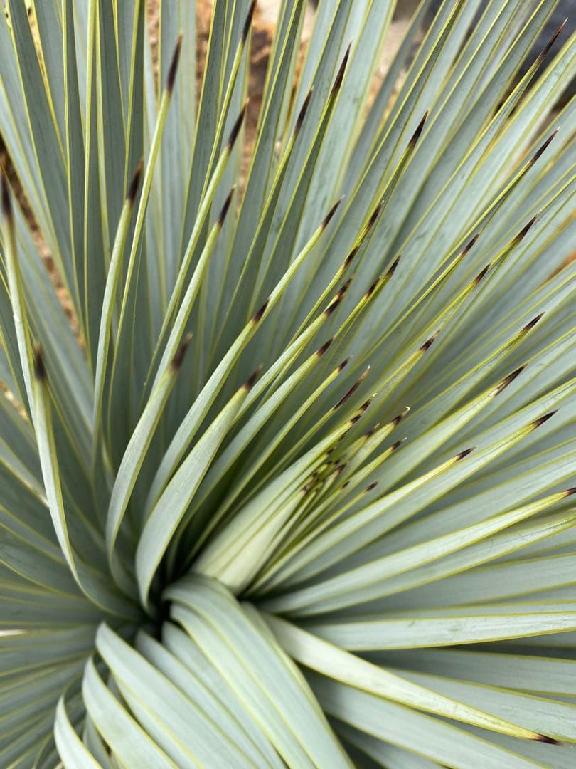 ユッカ　マルデヌベスverロスト　20