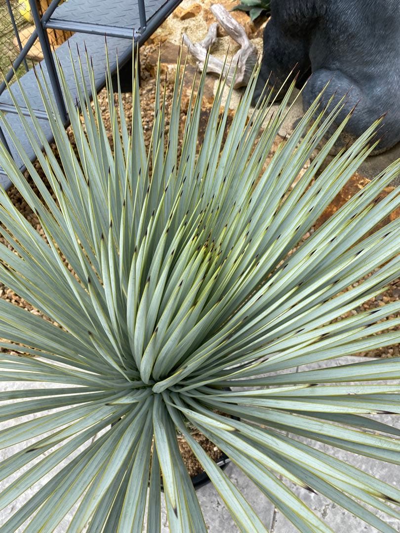 ユッカ　マルデヌベスverロスト　20