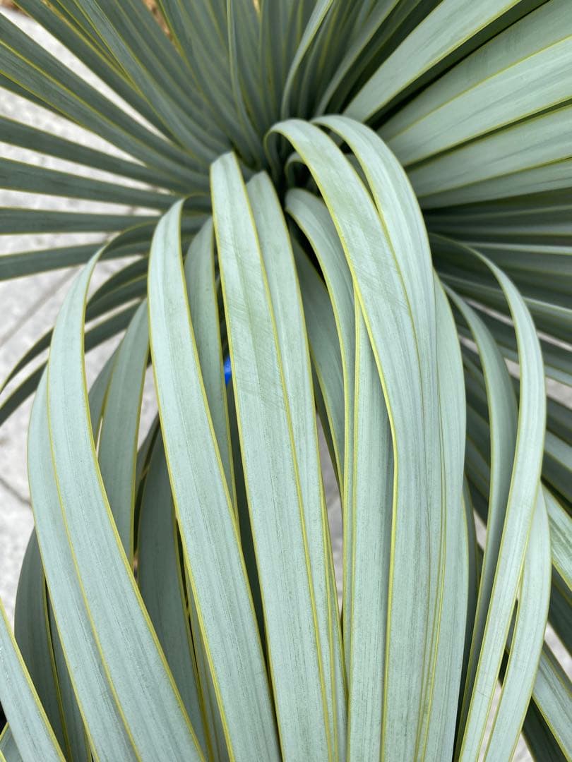 ユッカ　マルデヌベスverロスト　20