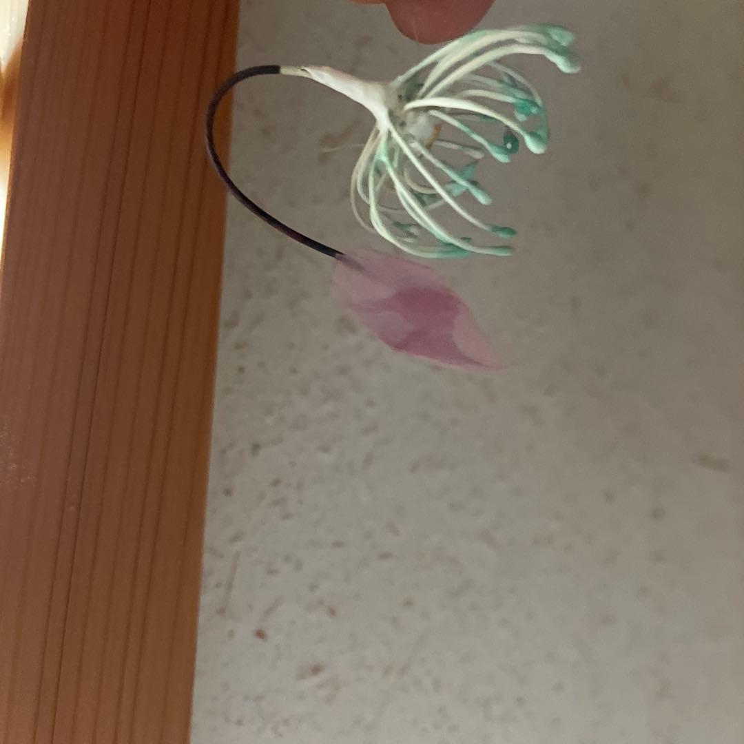 ガラス工芸　ガラス作家　安達知江　さん　たんぽぽの綿毛　タンポポ