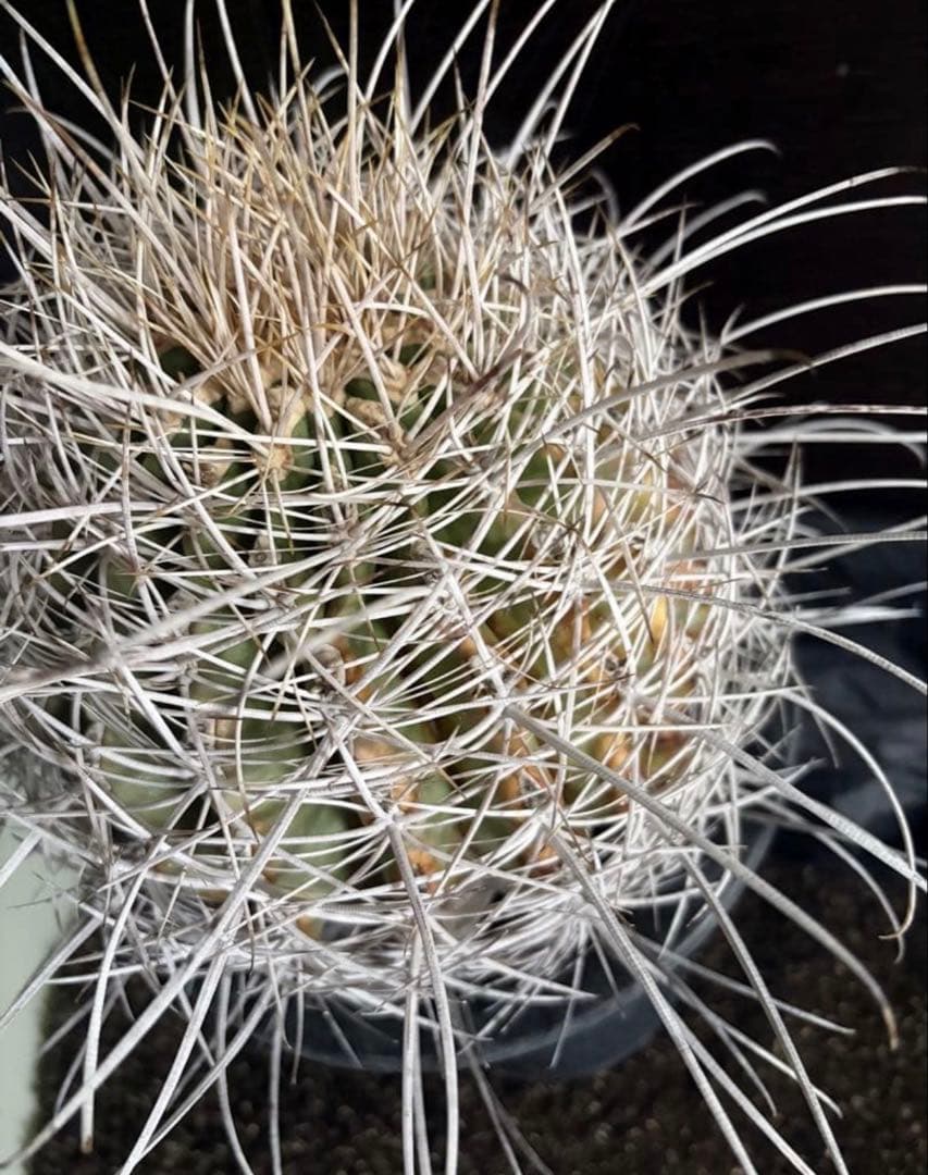 希少フェロカクタス大株サンタマリア純白刺◇ドライガーデン多肉サボテン　アガベ南国