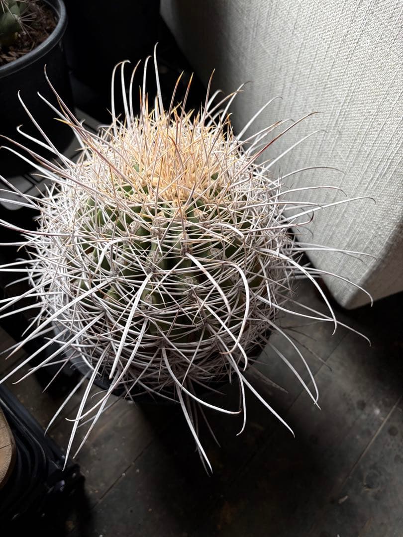 希少フェロカクタス大株サンタマリア純白刺◇ドライガーデン多肉サボテン　アガベ南国