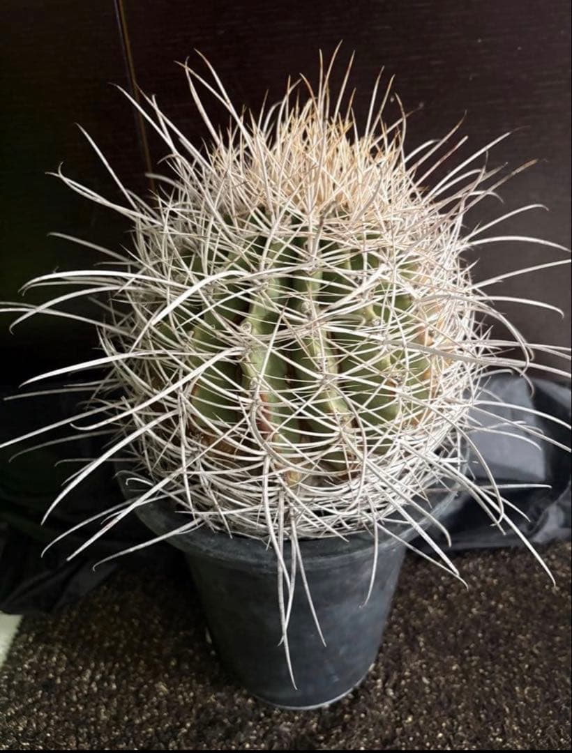 希少フェロカクタス大株サンタマリア純白刺◇ドライガーデン多肉サボテン　アガベ南国