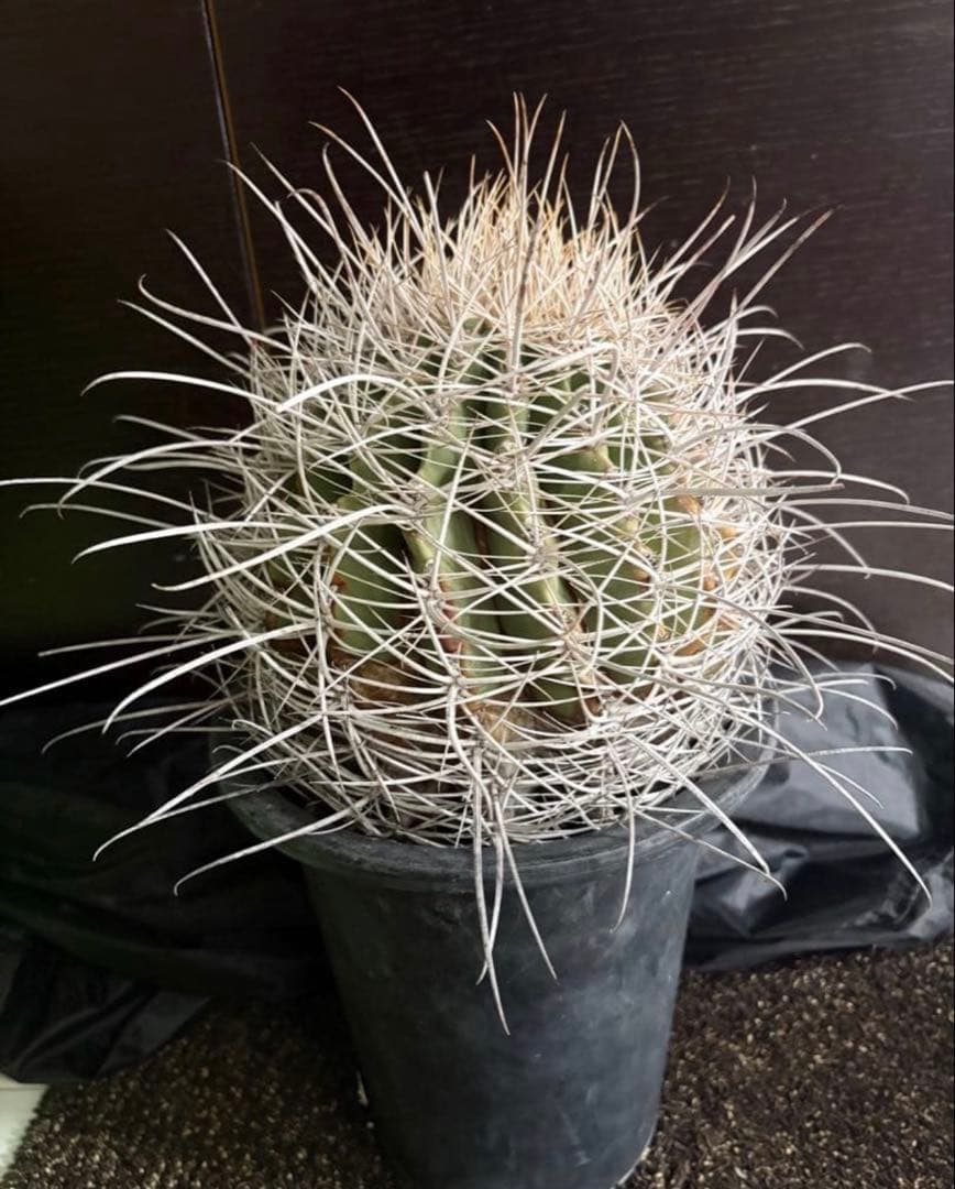 希少フェロカクタス大株サンタマリア純白刺◇ドライガーデン多肉サボテン　アガベ南国