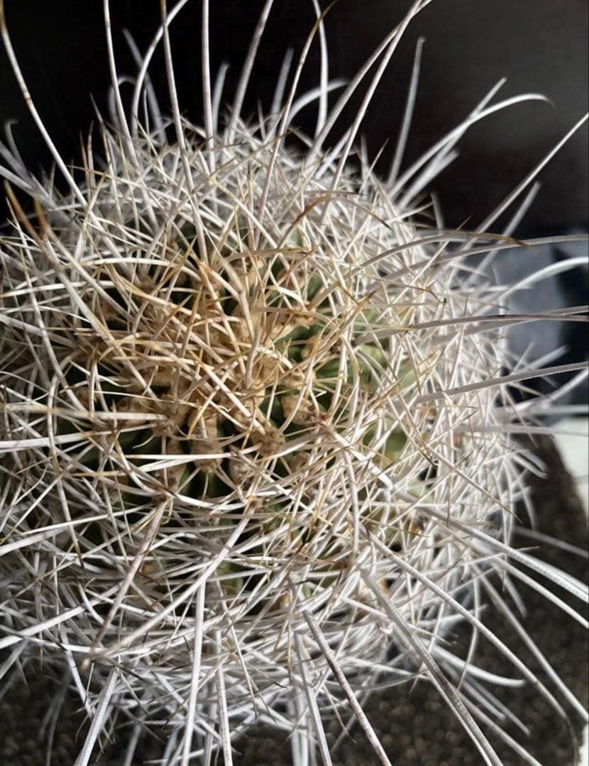 希少フェロカクタス大株サンタマリア純白刺◇ドライガーデン多肉サボテン　アガベ南国