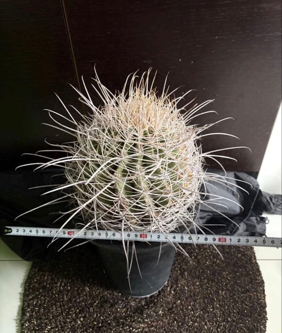 希少フェロカクタス大株サンタマリア純白刺◇ドライガーデン多肉サボテン　アガベ南国