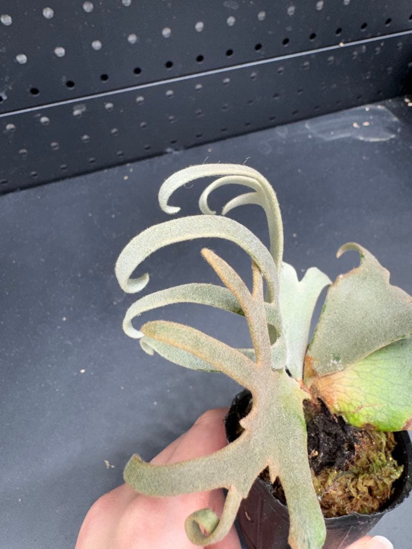 ビカクシダ YMDS Totoro HHRナーセリータグ付け #401 - メルカリ