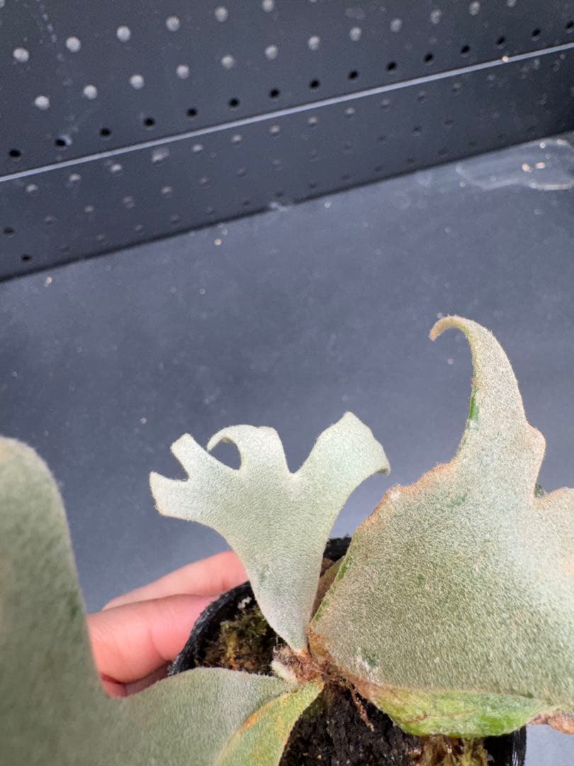 ビカクシダ YMDS Totoro HHRナーセリータグ付け #401 - メルカリ