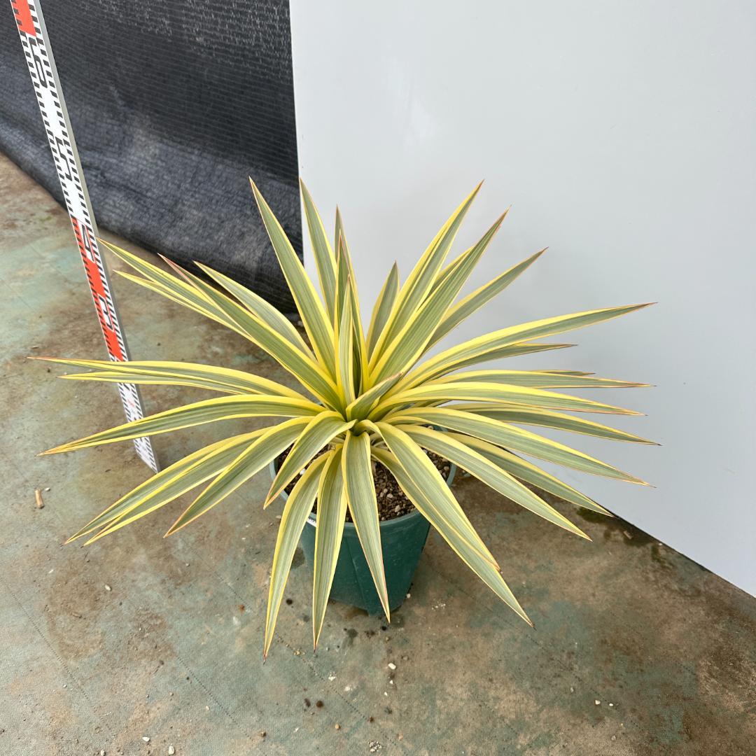 ユッカ　グロリオサ　ブライトスター【21-406】