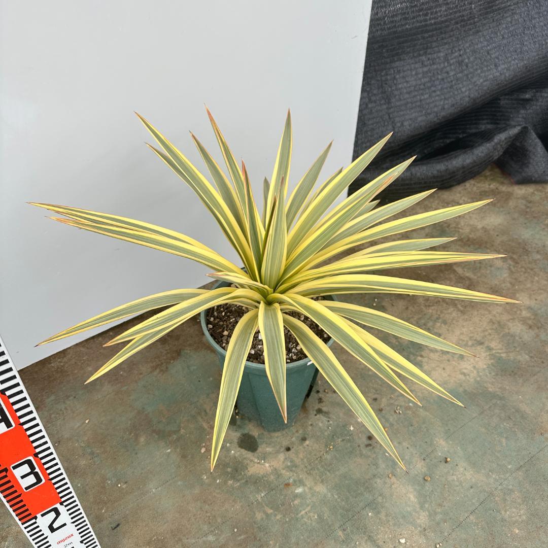 ユッカ　グロリオサ　ブライトスター【21-406】