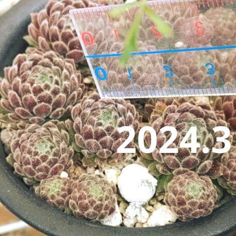 Arachnoideum × Pittonii　センペルビウム　多肉