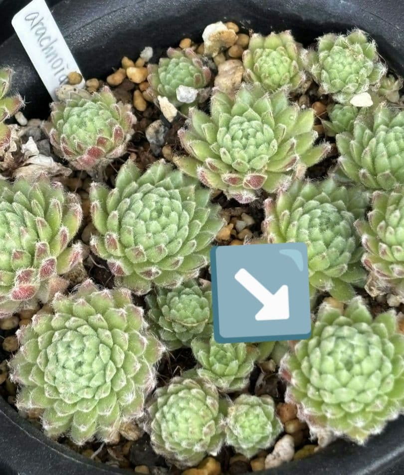 Arachnoideum × Pittonii　センペルビウム　多肉