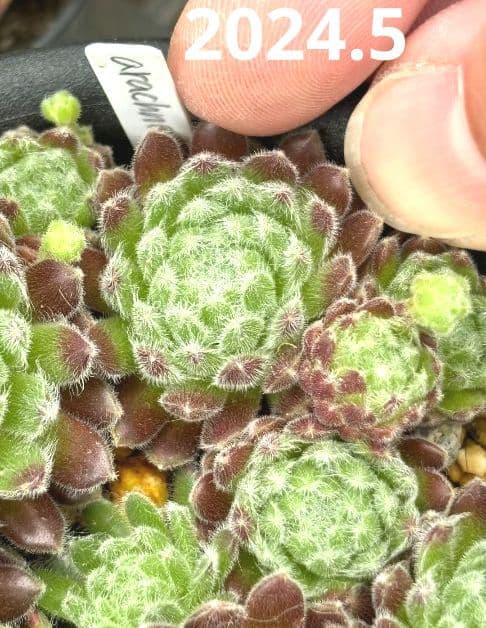 Arachnoideum × Pittonii　センペルビウム　多肉