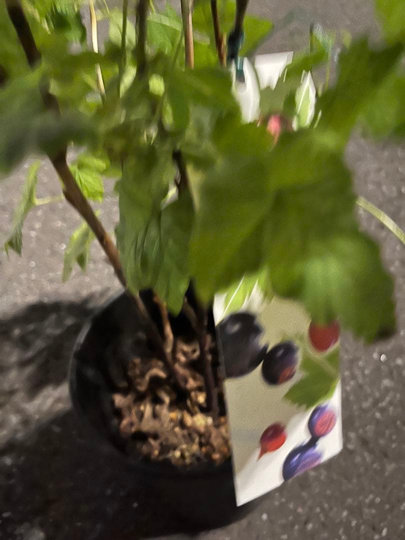 カシス ブラックカーラント大苗 希少 ベリーの木 健康と美容をサポート