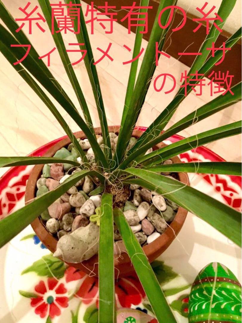 完売　発根済みの中株＊ほど良いサイズ【ユッカ フィラメントーサ＊糸蘭＊イトラン】