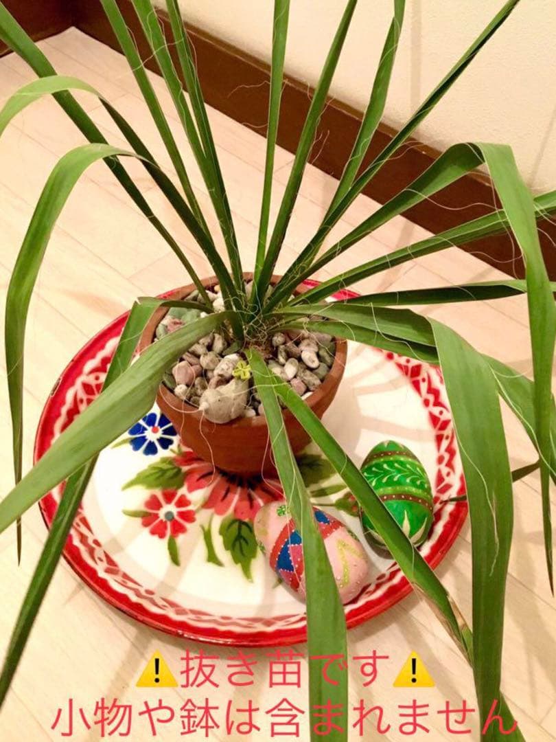 完売　発根済みの中株＊ほど良いサイズ【ユッカ フィラメントーサ＊糸蘭＊イトラン】