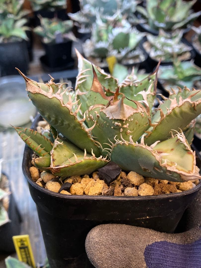 チタノタ 麻花龍 オリジナルクローン 子株 アガベ スタッズ ブツブツ