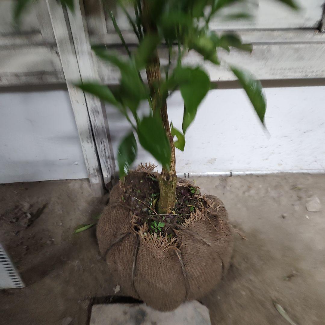 はるみ みかん 3年生 苗木 - メルカリ