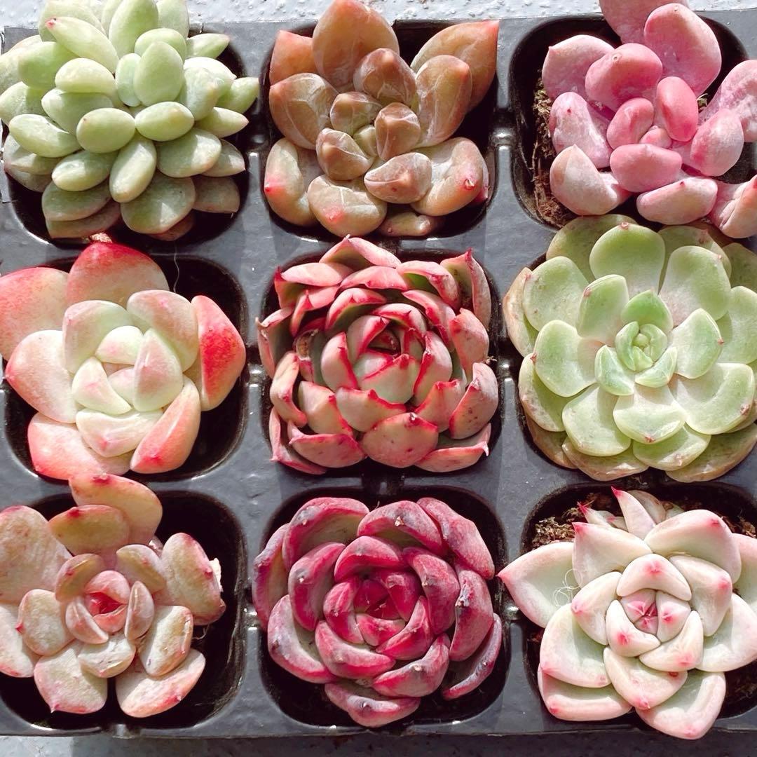 メルカリ便発送】 9苗セット 韓国苗 カット苗 多肉植物 - メルカリ