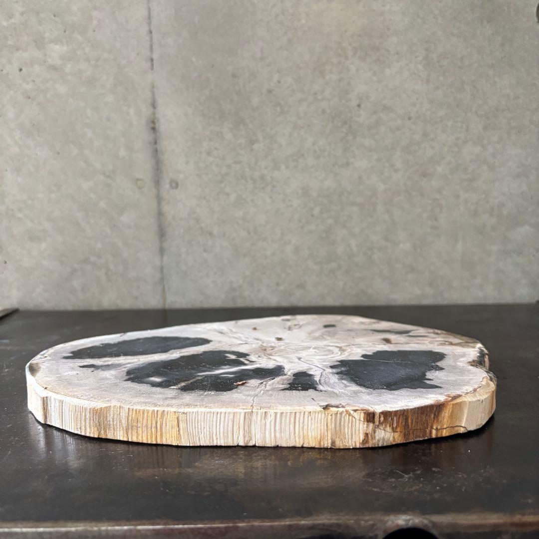 珪化木 木化石 フォッシルプレート D ペトリファイドウッド インテリア