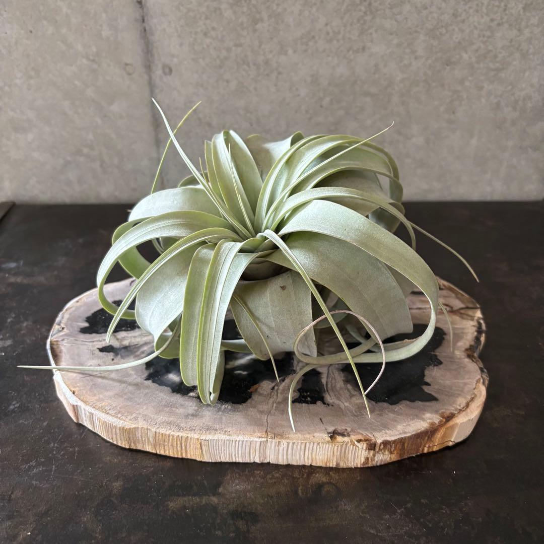 珪化木 木化石 フォッシルプレート D ペトリファイドウッド インテリア